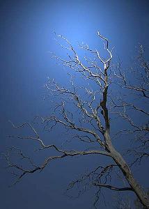 moonlight on branches