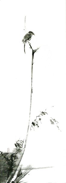 shrike on a dead branch