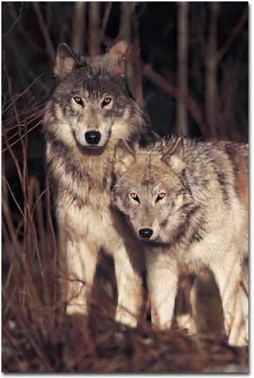 wolves by brandenburg